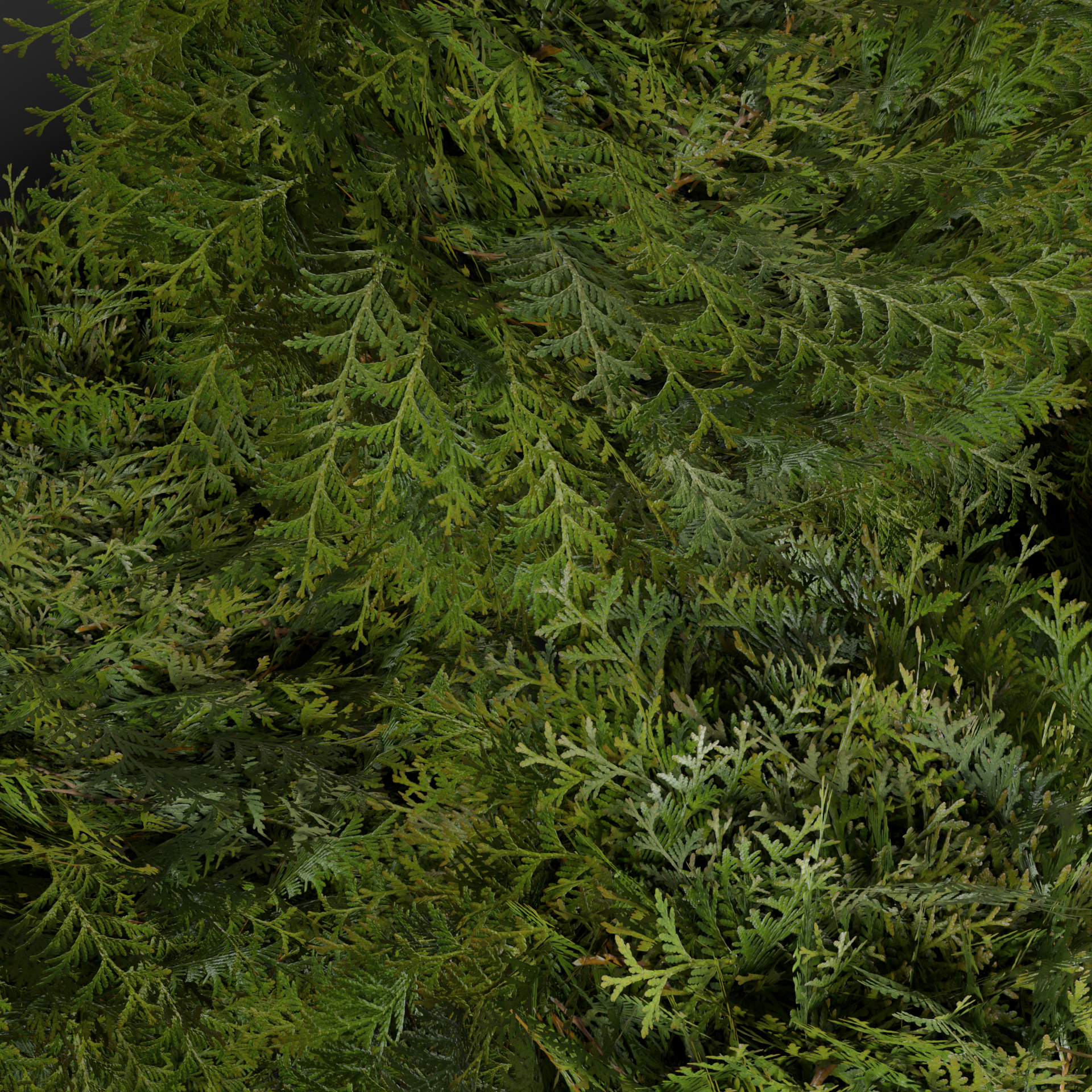 Thuja branch preview image 2